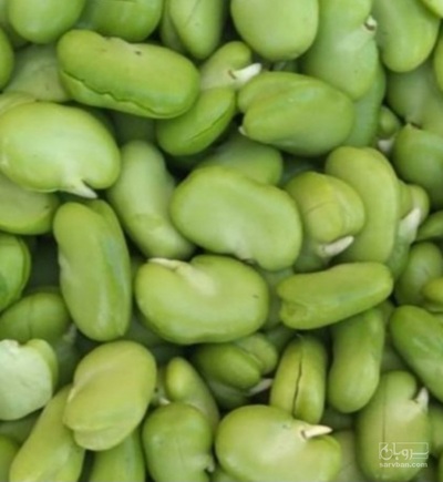 فروش باقلا تازه - باقالی - باقالا