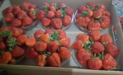 فروش توت فرنگی