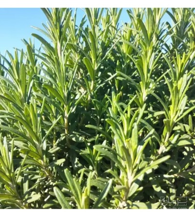 فروش رزماری تر