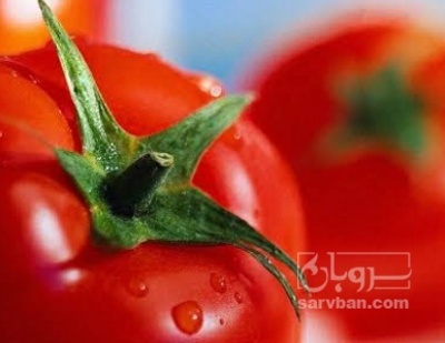 فروش گوجه فرنگی