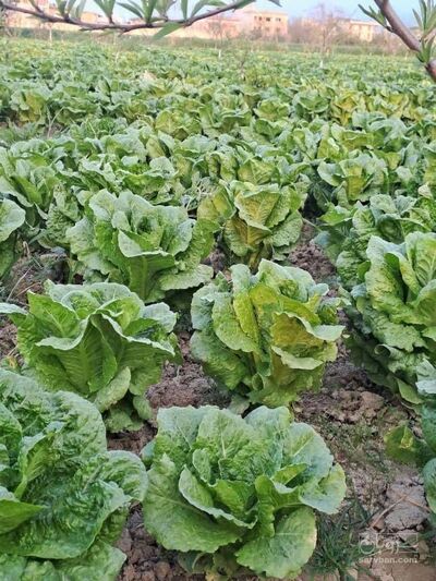 فروش کاهو رسمی