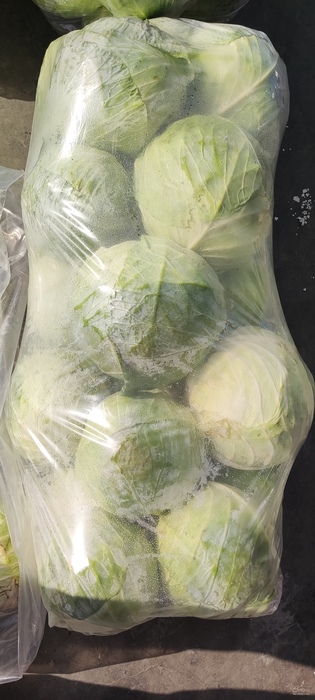 فروش کلم سفید