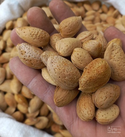 فروش بادام درختی