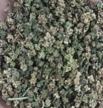 فروش بذر لبو