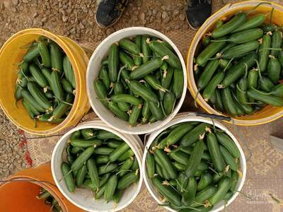 فروش خیار کوتاه اصفهانی