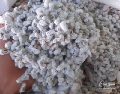 فروش خوراک گاو شیری