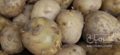 فروش سیب زمینی بذری کلاس 99