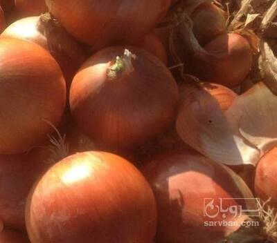 فروش پیاز زرد