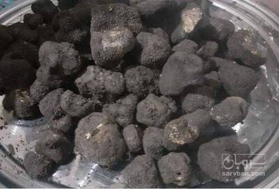 فروش  قارچ ترافل