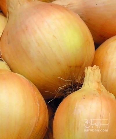 فروش پیاز زرد