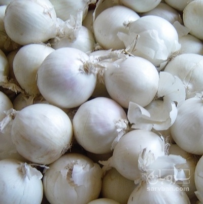فروش پیاز سفید