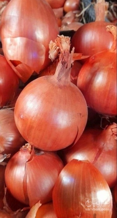 فروش پیاز