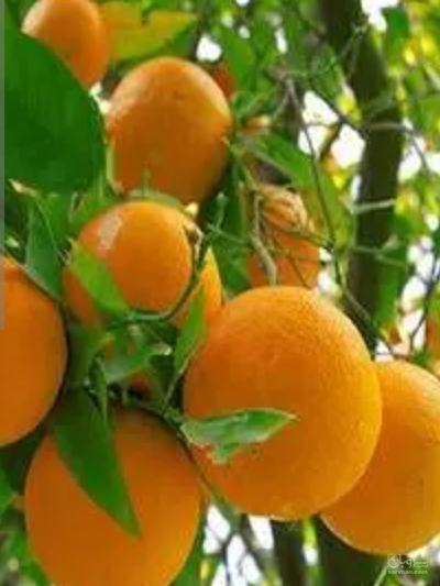 فروش پرتقال