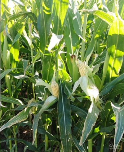 فروش ذرت علوفه ای