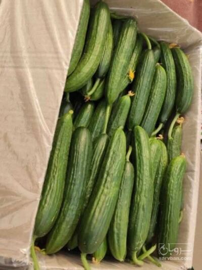 فروش خیار گلخانه‌ای