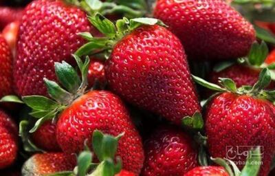 فروش توت فرنگی
