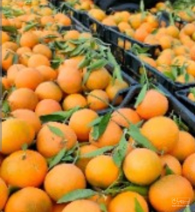 فروش پرتقال