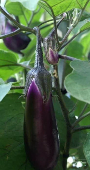 فروش بادمجان