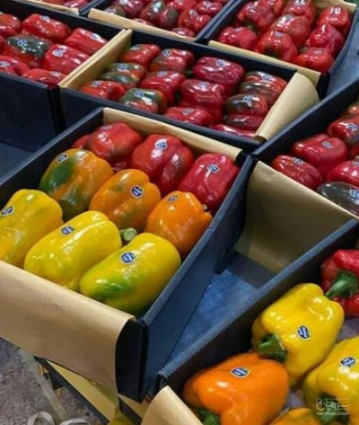 فروش فلفل دلمه ای