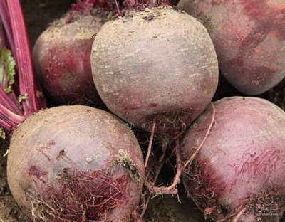 فروش چغندر لبو