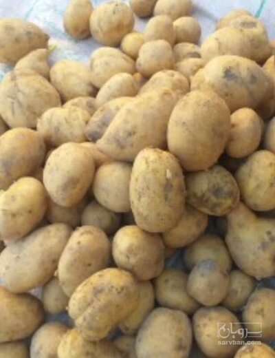 فروش سیب زمینی