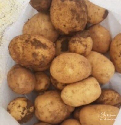 فروش سیب زمینی