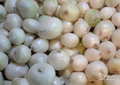 فروش پیازسفید