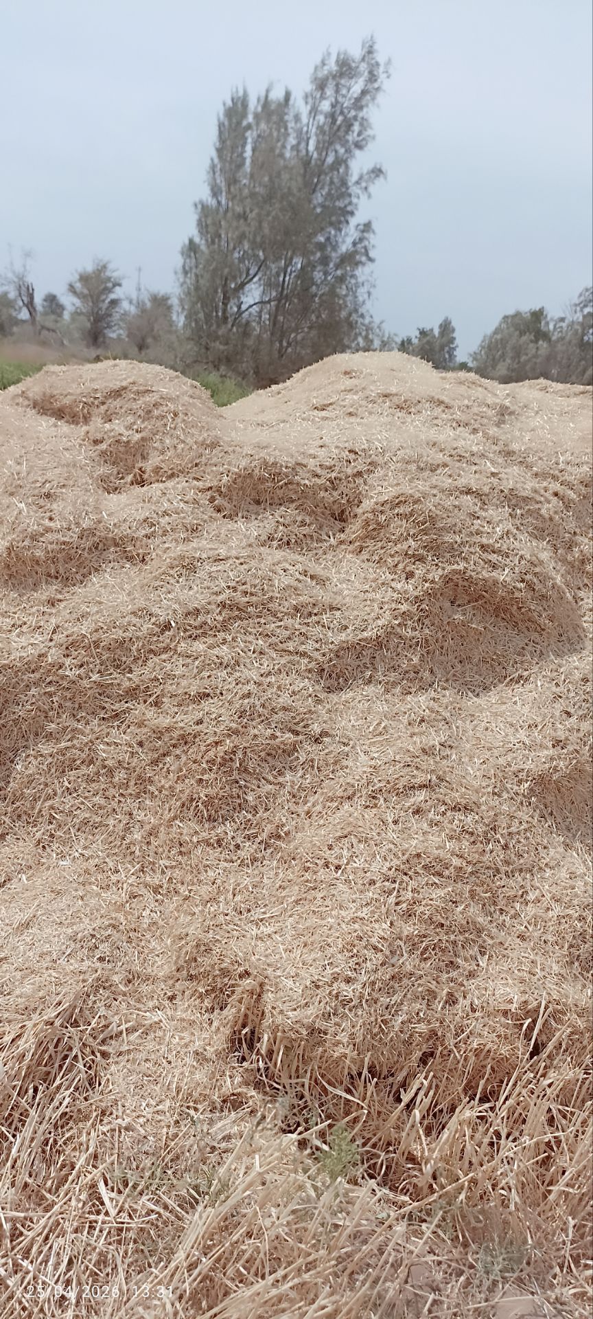فروش کاه و کلش جو