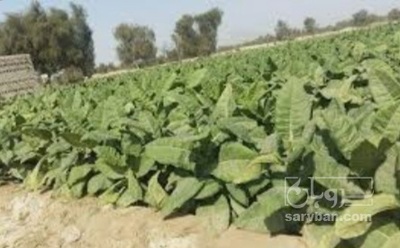 تنباکو کوهی