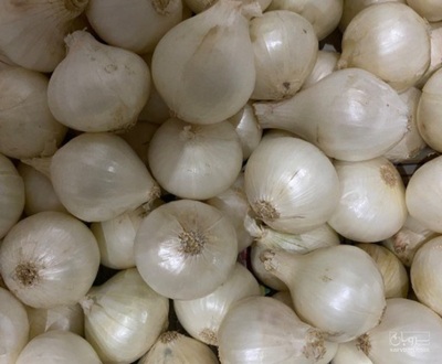 فروش پیاز سفید
