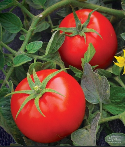 فروش گوجه فرنگی