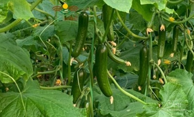 فروش خیار گلخانه ای