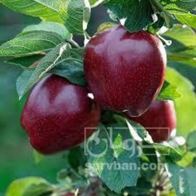فروش سیب قرمز