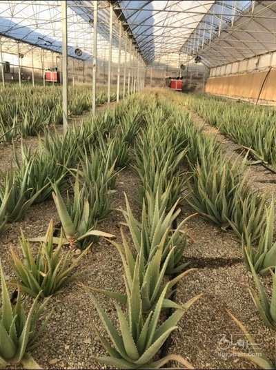 فروش آلوئه ورا