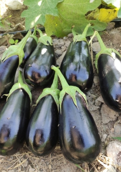 فروش بادمجان دلمه ای