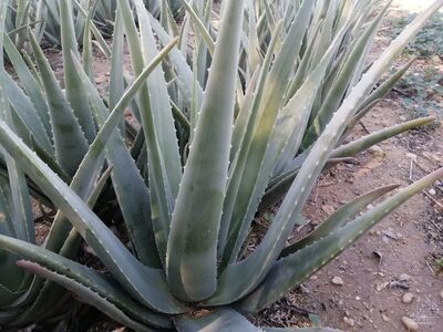 فروش آلوئه ورا