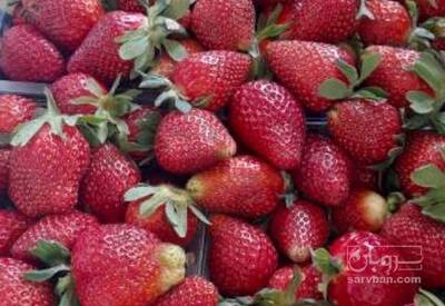 فروش توت فرنگی