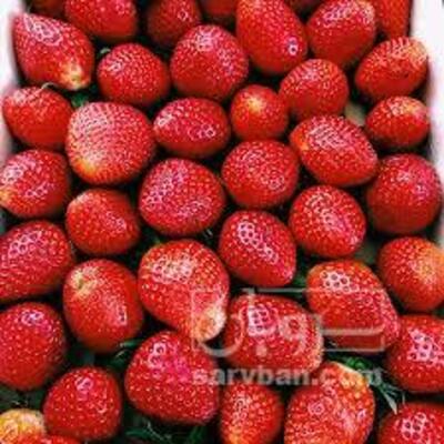فروش توت فرنگی