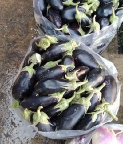 فروش بادمجان