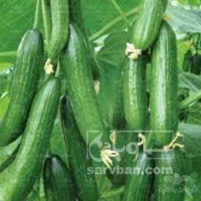 فروش خیارگلخونه ای