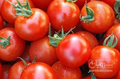 فروش گوجه فرنگی