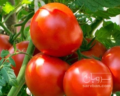 فروش گوجه فرنگی ربی