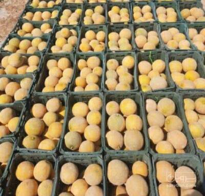 فروش ملون شیرین و ابدار