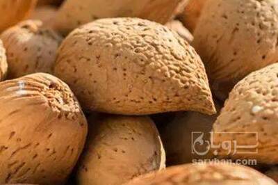فروش بادام درختی