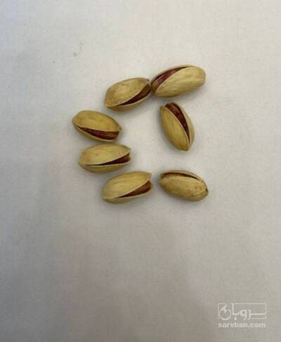 فروش پسته اکبری