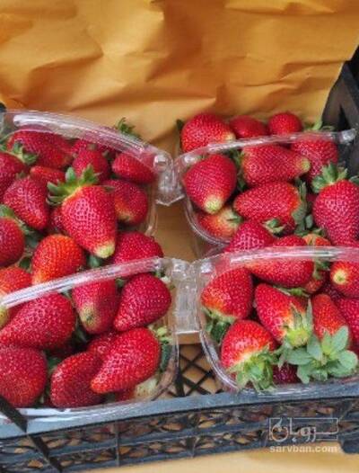 فروش توت فرنگی گلخانه ایی
