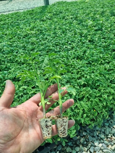 فروش نشا گوجه فرنگی