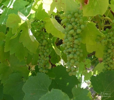 فروش غوره بی دانه سفید