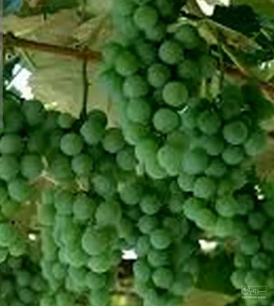 فروش غوره با دانه