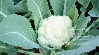 فروش گل کلم